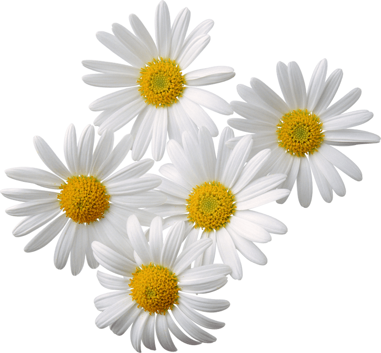 Muşeţel
